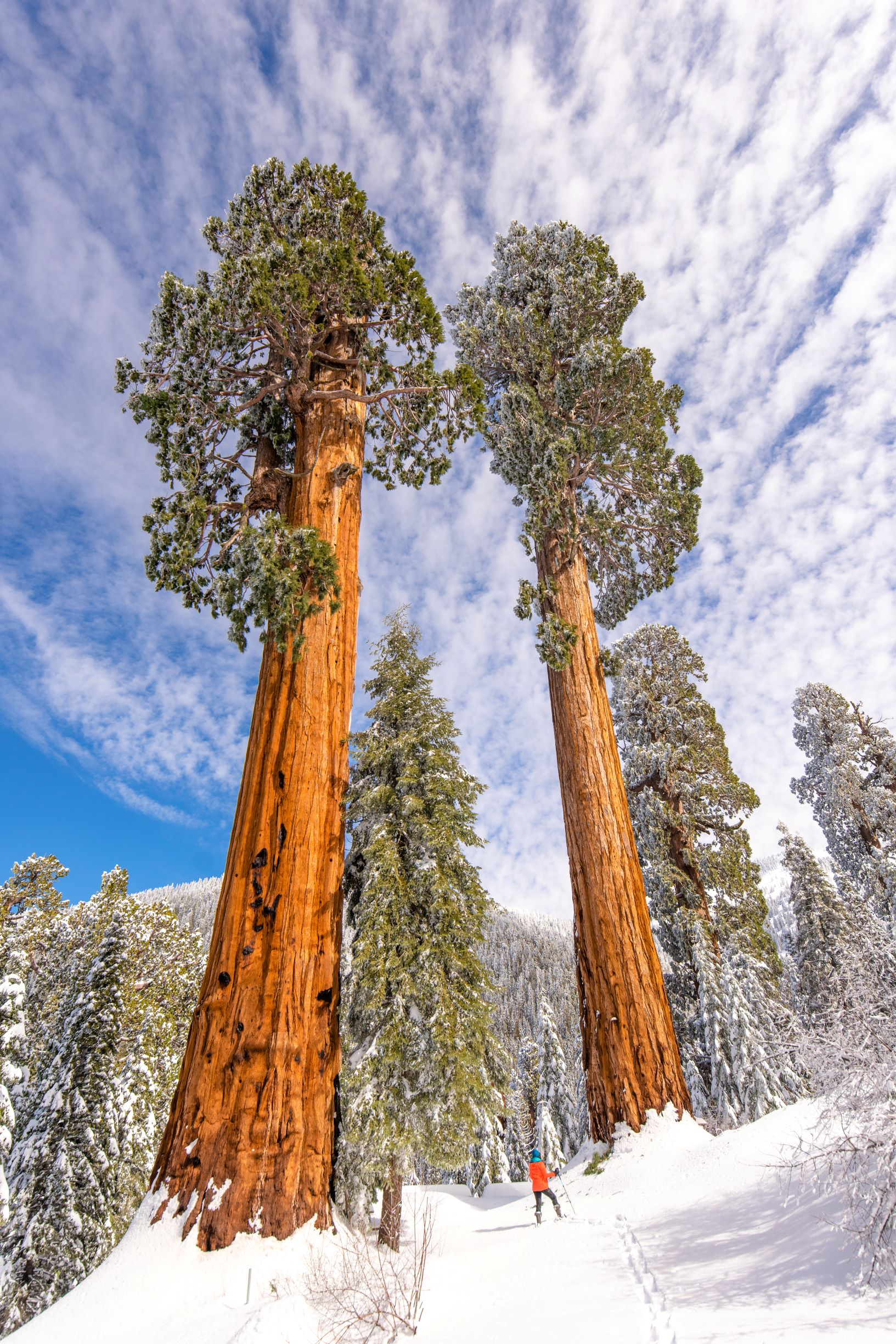 Save the Redwoods League / “The Campaign to Save Alder Creek” - Logo - https://s41078.pcdn.co/wp-content/uploads/2020/07/Fundraising-and-Philanthropic_Landis-Communications.jpg