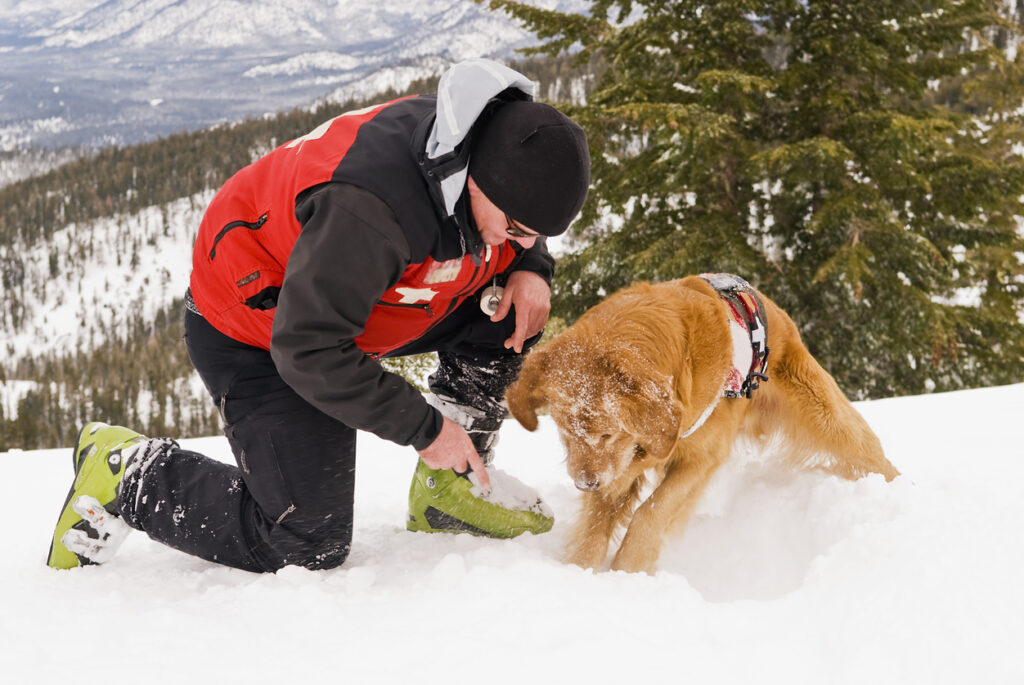 How American Humane told the stories of heroic dogs on social media