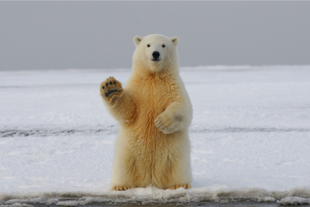A photo of a polar bear waving accompanying a story about icebreakers that don't suck. Photo by Hans-Jurgen Mager on Unsplash